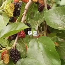 黑珍珠桑葚，榨汁，食用，另有食用，药用桑葚果干，可每天发