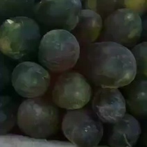 精品地冬瓜大量出售，一手货源