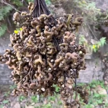 （基地直供）秦岭野生拐枣新鲜枳椇子泡酒煲汤万寿果鸡爪梨