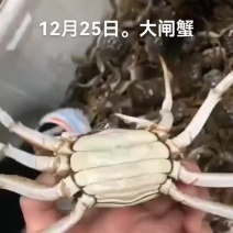 大闸蟹