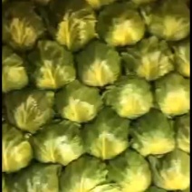 精品暖棚8398甘蓝大量上市色泽鲜绿