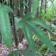 野生，无硫磺，五指毛桃，纯根，下单即挖。