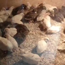 芦丁鸡批发