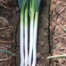 铁杆大葱