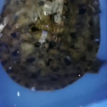 陈家甲鱼批发黑花甲鱼。生态外塘老甲鱼。各种商品黄甲鱼。