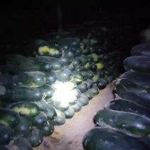 精品地冬瓜大量出售，一手货源，价格美丽