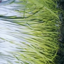 蒜黄