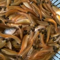 【人工养殖】草鱼苗俄罗斯金草鱼苗金丝鲩鱼苗产地直供