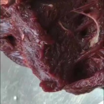 骆驼肉去皮去骨现宰野外放养红驼，五斤起拍，