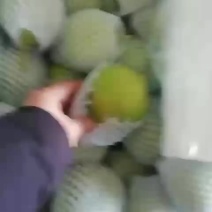 精品早酥梨大量出售有需要的抓紧联系
