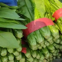 油麦菜，香菜，菠菜，芹菜，小油菜，生菜，小白菜，茴香苗，