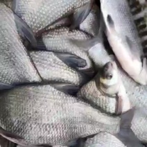 鳊鱼精品鳊鱼，垂钓下塘
