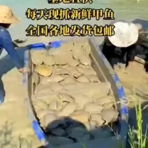 外塘麻辣甲鱼批发半斤到一斤规格，卤甲鱼专用塘口现抓现发