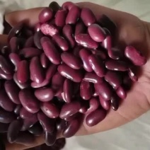 红腰豆红芸豆新货云南红腰豆新货无杂质包邮价格