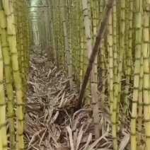 英德黄皮甘蔗跟青皮甘蔗都是2米8以上的每条都是8斤左右的