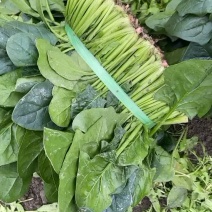 四川大叶菠菜，彭州黑菠菜，叶厚，鲜嫩口感好