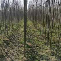 速生楸树