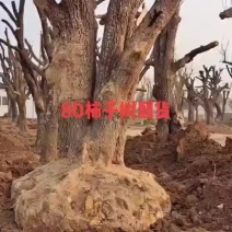 柿子树转业做柿子树这一行，2-150公分占地，工程都有