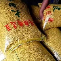 安徽豆，高蛋白，高质量，高品质，低价位，自产自销!