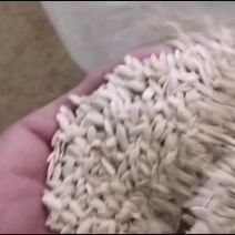 东北的老黄瓜子量大包邮产地直发一手货源