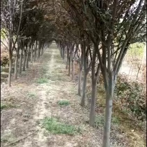 红叶李1米高2/3/4/5/6公分价格紫叶李绿化风景树