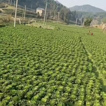 麻叶菜的联系