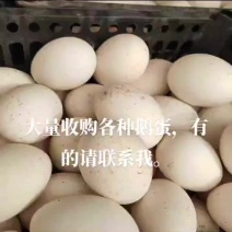 鹅种蛋