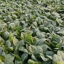 200亩菠菜，颜色黑油亮，无干尖，无冻叶