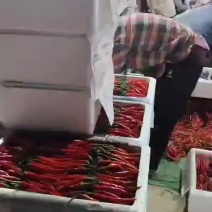 精品小米椒辣度高大量现货保质保量欢迎考察