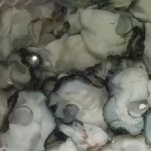 生蚝肉大量有货