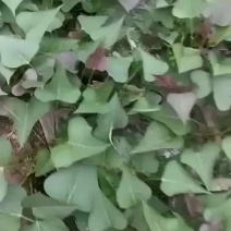 基地直供脱毒大田西瓜红薯苗，商薯19，龙九烟薯，紫罗兰等