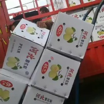 【推荐】河北梨果生产基地:45#雪花梨，60雪花梨，框装