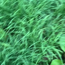 漳州生姜，本地姜鲜姜欢迎咨询采购