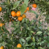 漳州柑桔-茂谷柑，碰柑，现货上市欢迎咨询采购