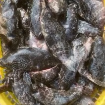 老虎斑石斑鱼虎头斑批发