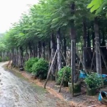 南洋楹