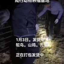 鸵鸟。孔雀。山鸡