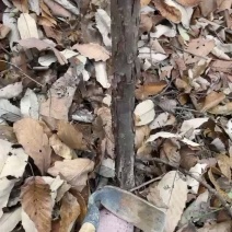 嫁接月季玫瑰用的山木香占木