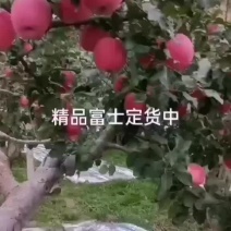 红富士红富士高捡