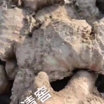 处理小黄姜1500斤左右