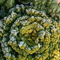 越冬黄心菜