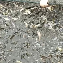 草鱼苗