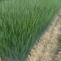 小香葱