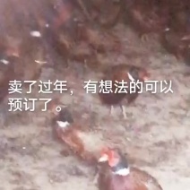 七彩山鸡