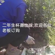 油茶苗