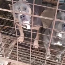 俩种公只出一条，15个月，自留一条，喜欢的来
