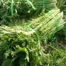 雪里红基地直供，精品市场菜，酸菜，梅干菜，腌菜，诚信经营