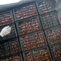 沙糖桔广西正宗