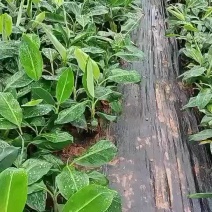 欢迎来撩有各种品种香蕉苗