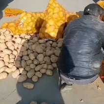 陇十土豆